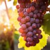 Los beneficios de las uvas: una fruta saludable para mejorar tu bienestar