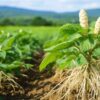 Ginseng: la planta milenaria de la medicina tradicional china para mejorar la salud física y mental en México