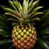 Beneficios de las piñas: Descubre sus bondades para la salud
