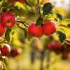 Los Sorprendentes Beneficios de la Manzana para tu Salud