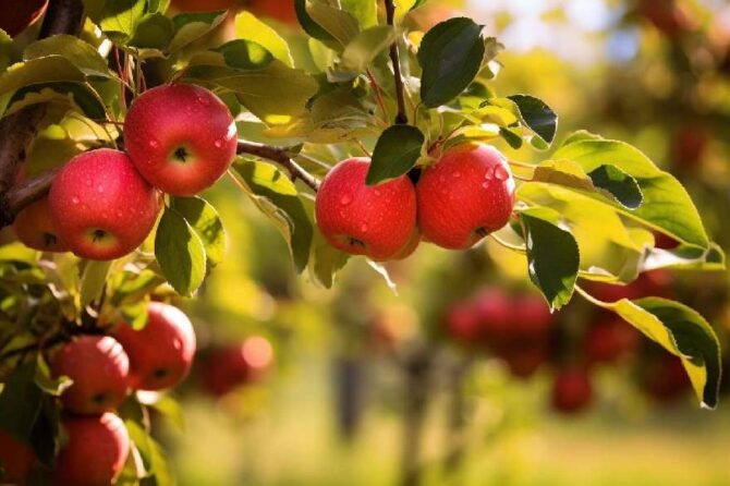 Los Sorprendentes Beneficios de la Manzana para tu Salud