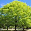 Ginkgo biloba: Beneficios, contraindicaciones y consumo recomendado en México