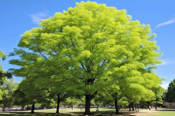 Ginkgo biloba: Beneficios, contraindicaciones y consumo recomendado en México