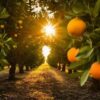 Beneficios de la Naranja: La fruta que fortalece tu salud en México