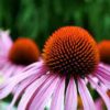 Equinacea: Propiedades medicinales y usos recomendados en México
