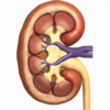 Enfermedad renal: síntomas, factores de riesgo y prevención en México